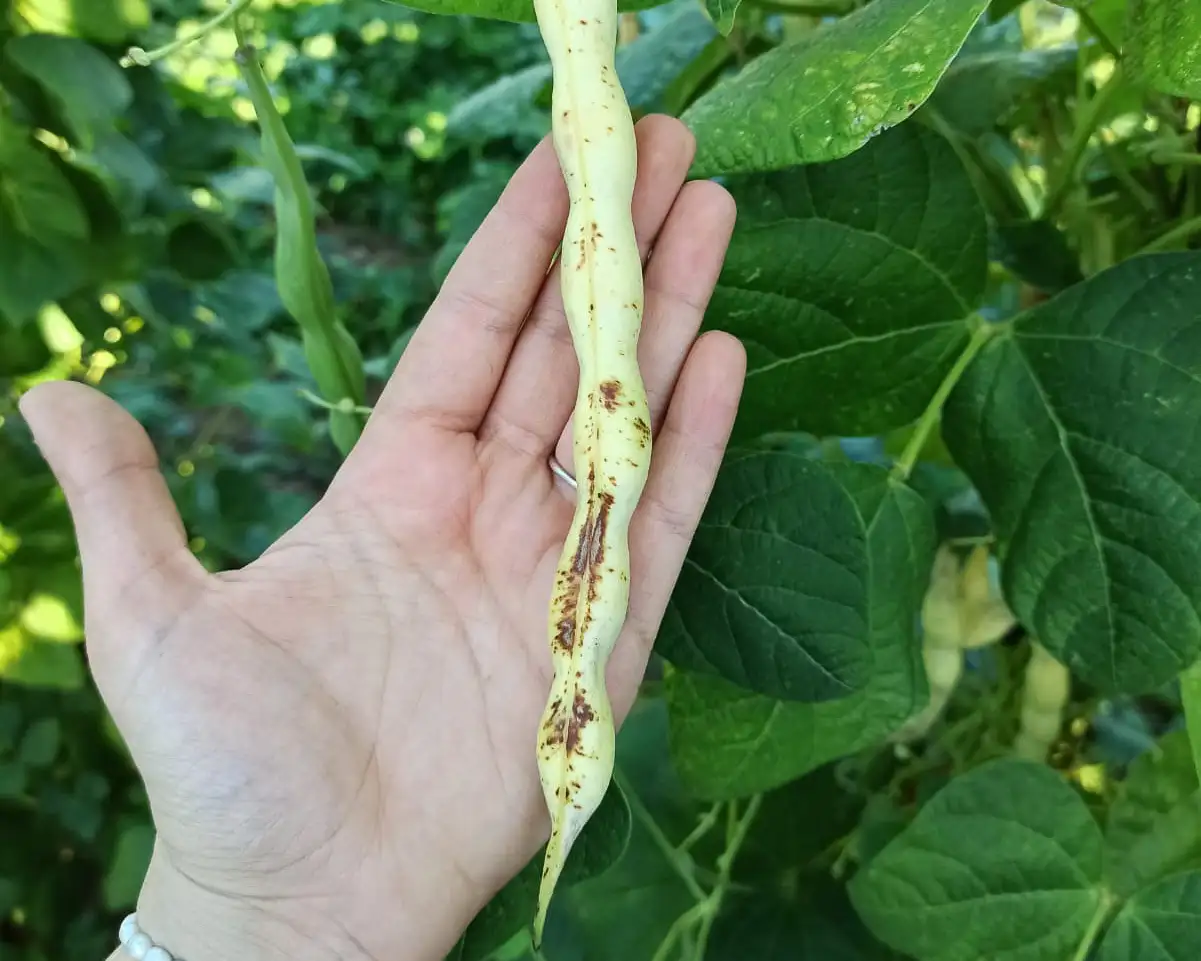 Fabas de Salas (IGP) - 2