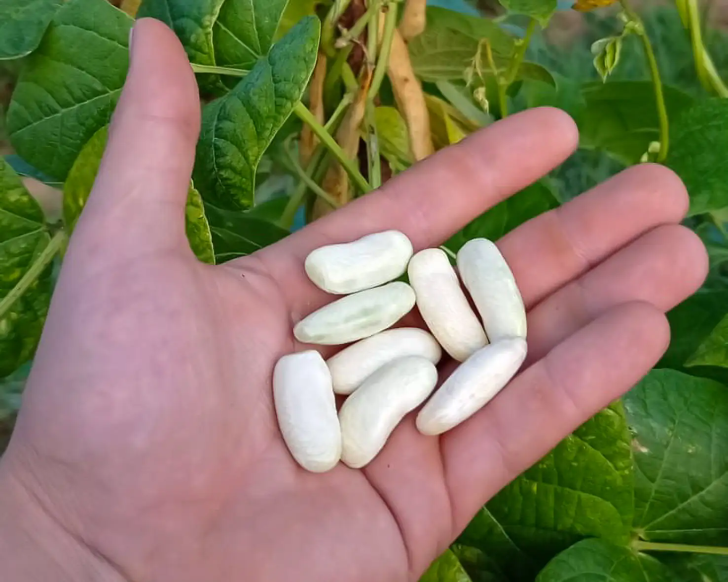 Fabas de Salas (IGP) - 3