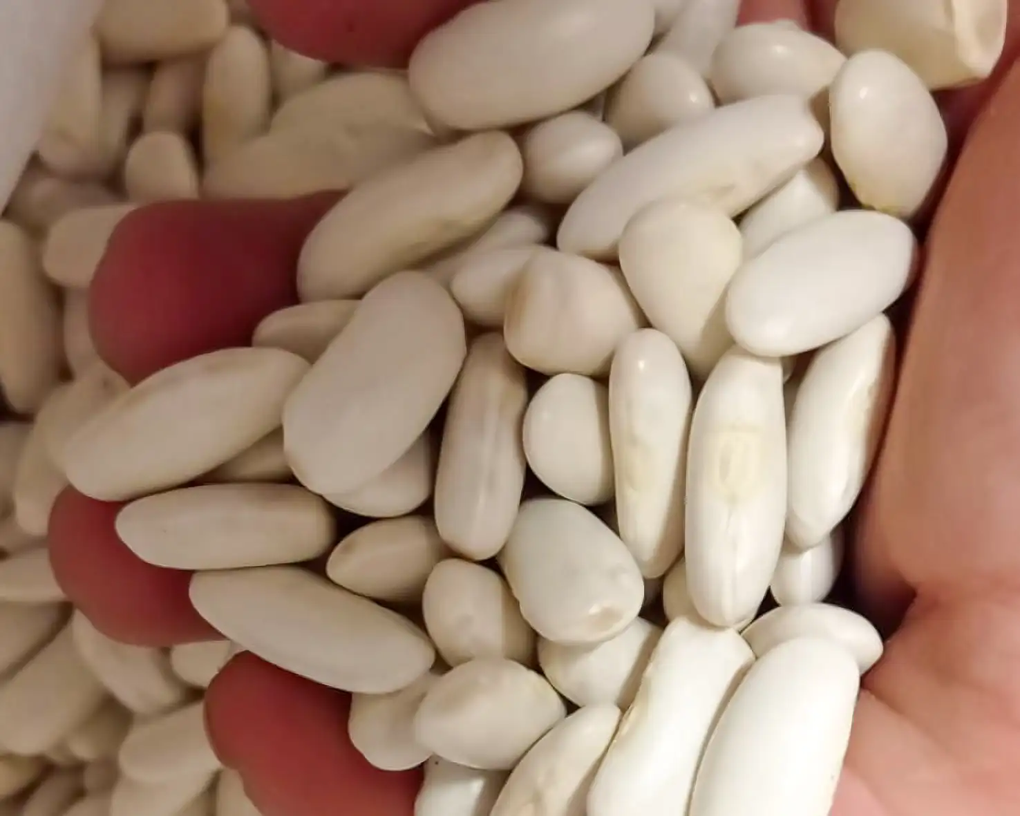 Fabas de Salas (IGP) - 4