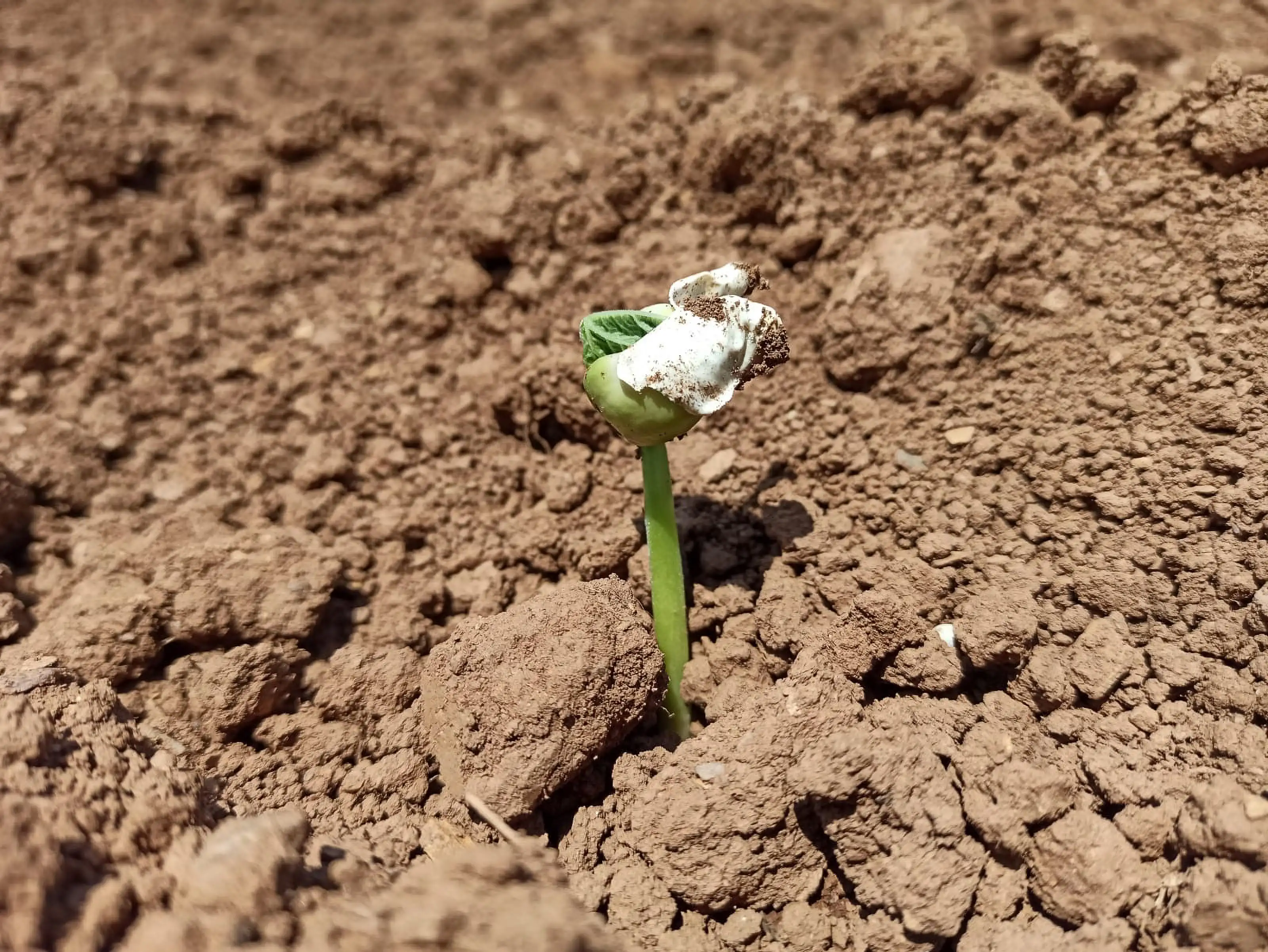 Fabas de Salas (IGP) - 6