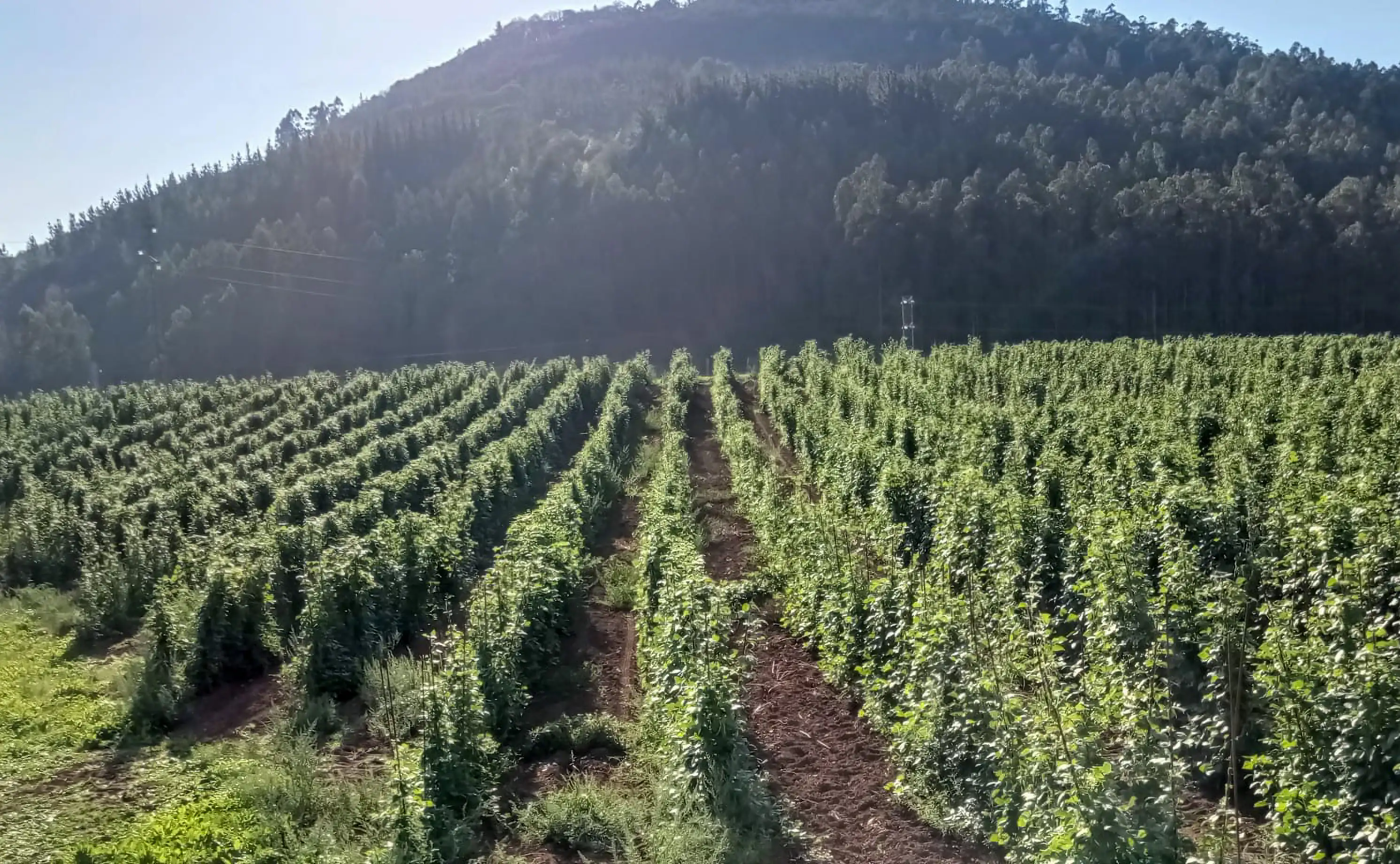 Fabas de Salas (IGP) - 7