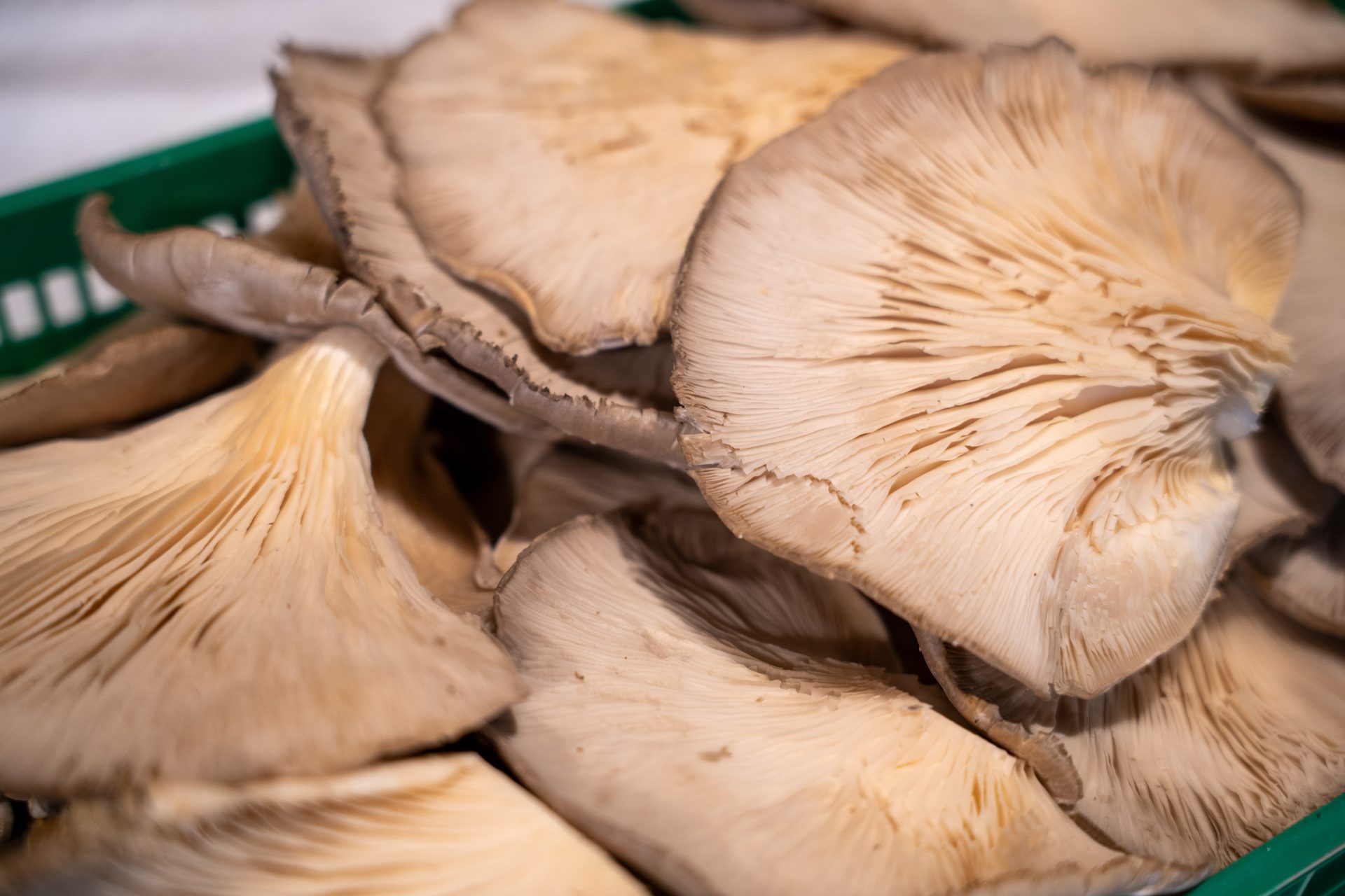 Setas del Concejo de Salas